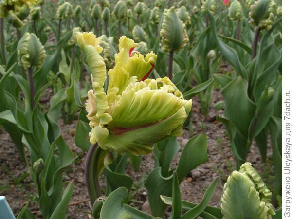 Фоторепортаж с выставки тюльпанов Никитского ботанического сада (Крым)