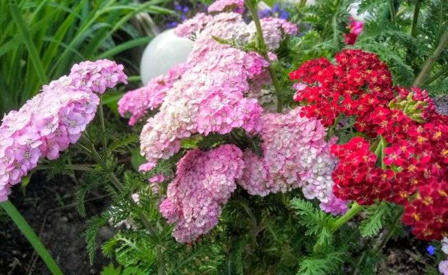 16 многолетних цветов, которые идеально подходят для любого сада
