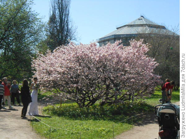 Ботанический сад Петра Великого