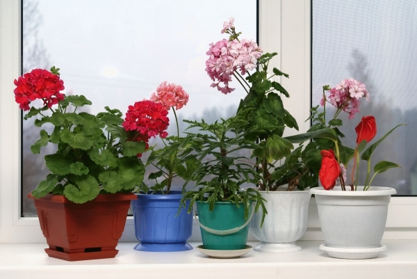 Как обеспечить зимовку комнатным растениям?