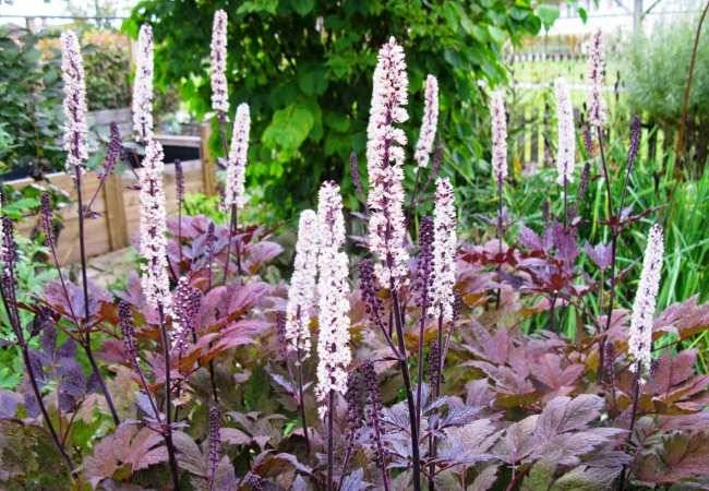 7 самых неприхотливых фиолетовых растений для вашего сада