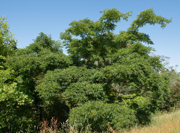 Бархат амурский: описание дерева. Посадка, уход, полезные свойства и другие виды бархатов