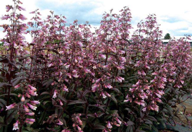7 самых неприхотливых фиолетовых растений для вашего сада