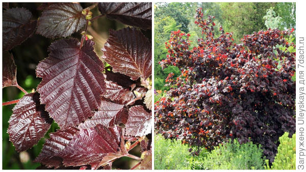 Кустарники с красными листьями: фото и названия, особенности выращивания