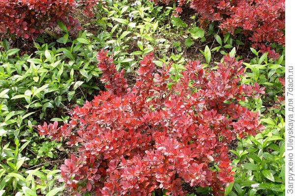 Кустарники с красными листьями: фото и названия, особенности выращивания