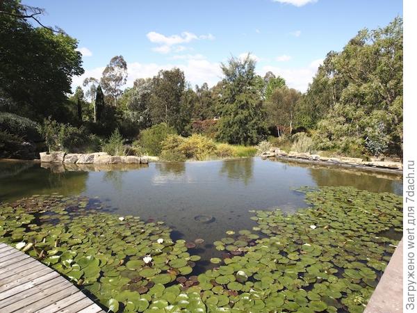 Австралийский сад в стиле натюрель на большом участке