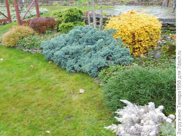 Вечнозеленый дрок: характеристики декоративного кустарника, особенности выращивания в саду. Фотографии