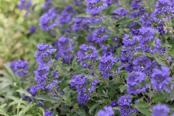 Кариоптерис - пышный кустарник с синими цветками: популярные сорта и тонкости выращивания