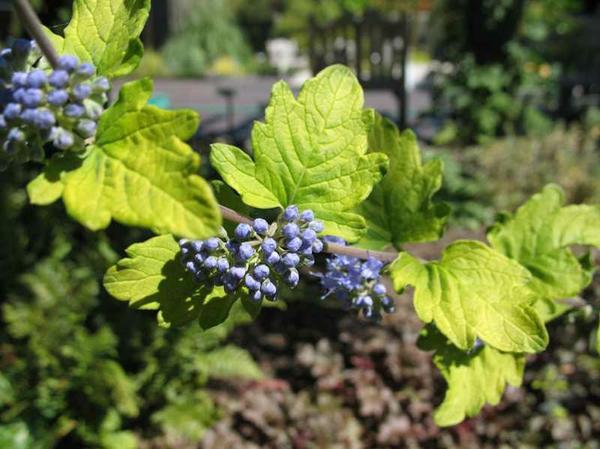 Кариоптерис - пышный кустарник с синими цветками: популярные сорта и тонкости выращивания