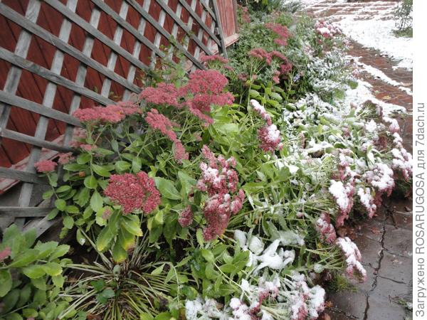 Как подготовить многолетние цветы и кустарники к зиме