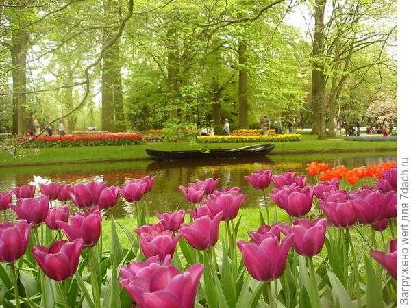 Открылся сезон посещений самого большого в мире парка-цветника «Де Кёйкенхоф»