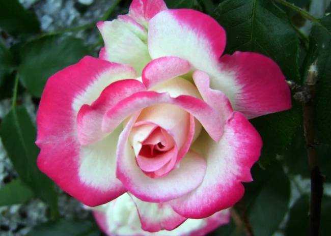 15 видов роз для вашего сада