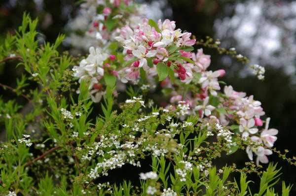 Cпиреи, цветущие весной: 8 самых красивых видов